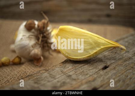 Elefantenknoblauchzwiebel (Allium ampeloprasum) mit Kormen und getrennten Nelken, die für die Anpflanzung auf einem rustikalen Holzbrett vorbereitet sind Stockfoto