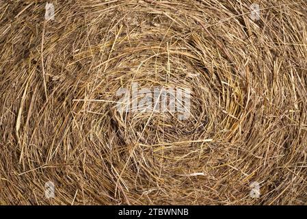 Hay Ball Textur. Nahaufnahme der goldenen Heuwalze. Ernte und Landwirtschaft Hintergrund Stockfoto