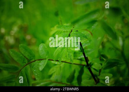 Regentropfen auf Eberesche. Europäische Gebirgsasche (Sorbus aucuparia), Natur oder Wetterhintergrund Stockfoto
