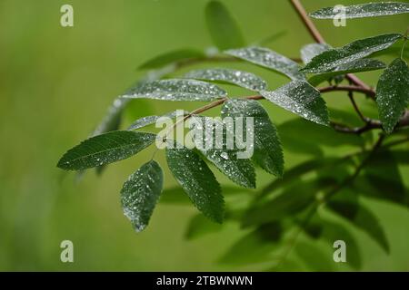 Regentropfen auf Eberesche. Europäische Gebirgsasche (Sorbus aucuparia), Natur oder Wetterhintergrund Stockfoto