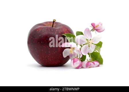 Rote Apfel- und Apfelblüten isoliert auf weißem Hintergrund Stockfoto