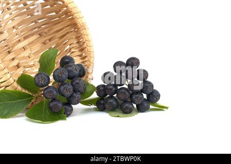 Aronia, allgemein bekannt als die Apfelbeere, mit Blättern. Frisch gepflückte, selbstgewachsene Aronia-Beeren isoliert auf weißem Hintergrund. Schwarze Aronia-Beeren Stockfoto