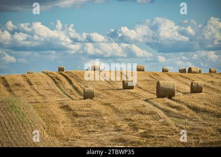 Runde Strohballen, die in einem geernteten Weizenfeld in einer landwirtschaftlichen Landschaft mit sanften Hügeln verstreut sind Stockfoto