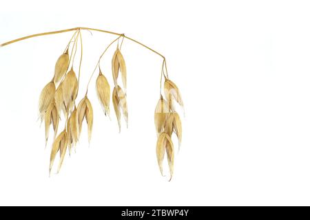 Haferpflanzenzweig mit ernterfertigen Haferkörnern, isoliert auf weißem Hintergrund. Hafer (Avena sativa) oder Stockfoto