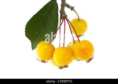 Europäischer Krabbenapfel (Malus sylvestris) oder Wildapfel auf weißem Hintergrund Stockfoto