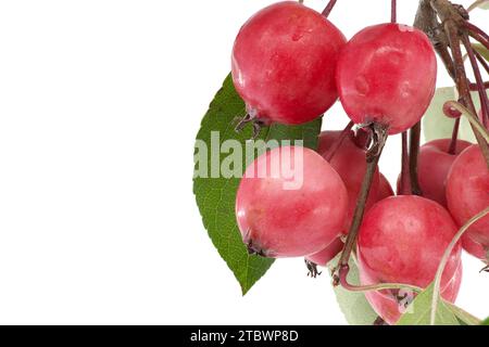 Zweig des Krabbenapfels oder des sibirischen Krabbenapfels (Malus baccata) isoliert auf weißem Hintergrund Stockfoto