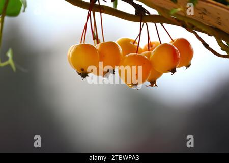 Zweig von europäischem Krabbenapfel (Malus sylvestris) oder wildem Apfel Stockfoto