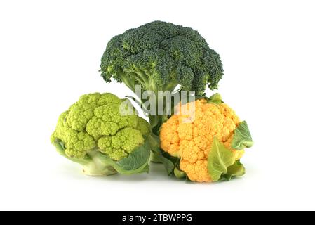 Bunte Blumenkohle mit grünem Brokkoli auf weißem Hintergrund. Gesundes Essen Stockfoto