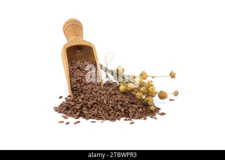 Leinsamen in Holzschaufel und ein Bündel von Leinpflanzen auf weißem Hintergrund isoliert. Linum usitatissimum (Gemeiner Flachs) Stockfoto