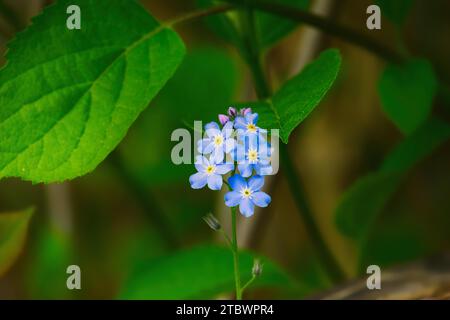 (Myosotis alpestris), schöne kleine blaue Blumen, bekannt als "Vergiss mich nicht" Stockfoto