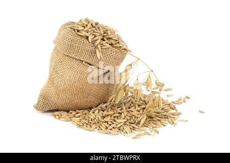 Haferkörner mit Rümpfen oder Schalen in Sackleinen, isoliert auf weißem Hintergrund. Landwirtschaft, Ernährung und Ernährung. Hafer (Avena sativa) oder Stockfoto