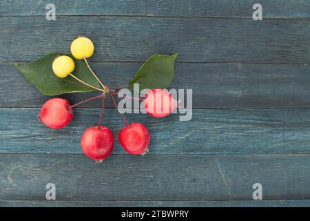 Gelber europäischer Krabbenapfel (Malus sylvestris) oder wilder Apfel und roter sibirischer Krabbenapfel Malus baccata auf blauem hölzernem Vintage-Hintergrund, Blick von oben Stockfoto