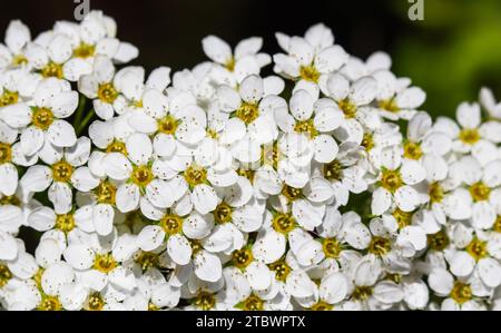 Thunberg Spirea (Spiraea thunbergii) Busch in Blüte. Hintergrund der weißen Blumen Stockfoto