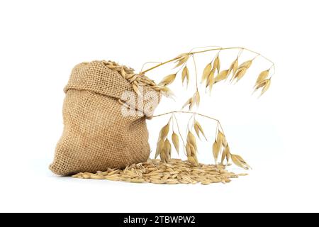 Haferkörner mit Rümpfen oder Schalen in Sackleinen, isoliert auf weißem Hintergrund. Landwirtschaft, Ernährung und Ernährung. Hafer (Avena sativa) oder Stockfoto