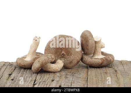 Shiitake (Lentinula edodes) Pilze auf einer verwitterten Holzoberfläche auf weißem Hintergrund. Heilkräuter und Pilze Stockfoto