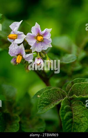 Blühende Kartoffeln (Solanum tuberosum) mit rosa Blüten. Blühende Kartoffel im Bio-Garten. Selektiver Fokus Stockfoto