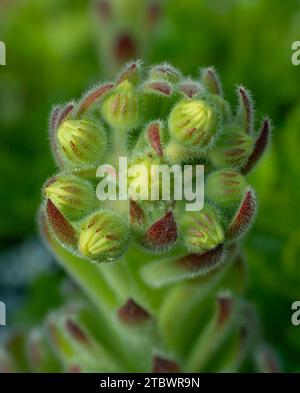 Sempervivum Cobweb Hausmädchen wächst im Garten. Nahaufnahme. Makro Stockfoto