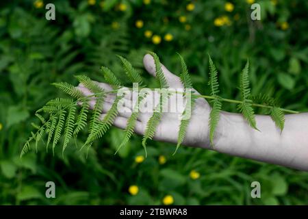 Unerkennbare Frau, die Lady Farnblätter in der Hand hält. Weibliche Hand mit Blättern des gewöhnlichen Frauenfarns (Athyrium filix-femina) Stockfoto