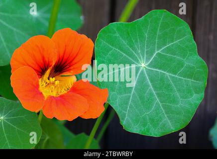 Das Gartennasturtium (Tropaeolum majus) blüht im Garten. Die Pflanze ist auch bekannt als Kapuzinerkresse, indische Kresse oder Mönchskresse Stockfoto