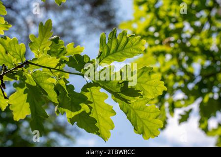 Grüne Blätter aus der sonnendurchfluteten Eiche (Quercus) gegen den Himmel. Baumzweige und Blätter mit Himmel im Hintergrund Stockfoto