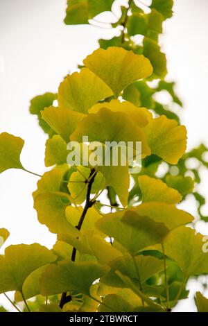 Herbstblätter von Ginkgo, Gingko oder Maidenhaarbaum (Ginkgo biloba) Stockfoto