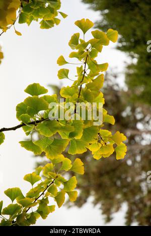Herbstblätter von Ginkgo, Gingko oder Maidenhaarbaum (Ginkgo biloba) Stockfoto