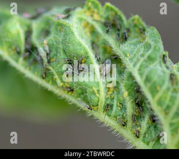 Blattläuse (Brachycaudus helichrysi) auf den Sonnenblumenblättern im Garten Stockfoto