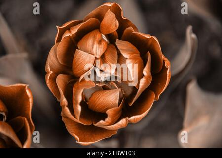 Wunderschöne Tulpe, Aussicht von oben. Frühling auf einem Naturmakro. Das Bild wurde in der Farbe Peach Fuzz des Jahres 2024 getönt Stockfoto