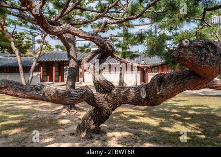 Deoksugung Königspalast der Joseon-Dynastie in Seoul Südkorea am 25. Oktober 2023 Stockfoto