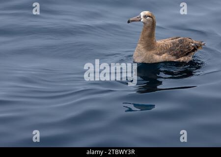 Schwarzfuß-Albatros (Phoebastria nigripes) im Nordpazifik. Einer der größten Seevögel der Erde mit einer durchschnittlichen Flügelspanne von etwas mehr als 7 Stockfoto