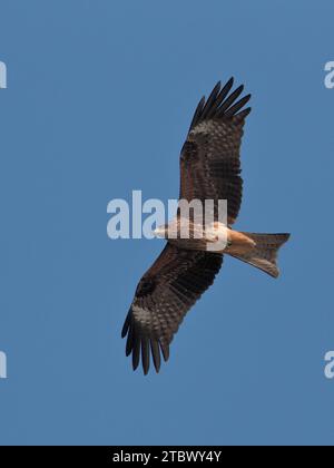 Black Kite (Milvus migrans), vertikale Ansicht eines einzelnen Vogels im Flug von unten, Hongkong, China Stockfoto