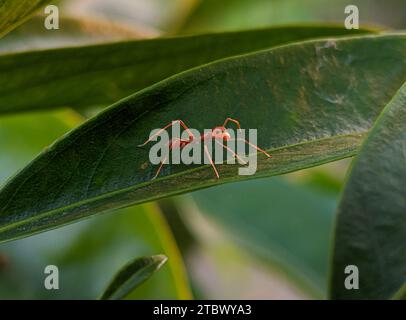 Nahaufnahme von roten Ameisen auf grünen Blättern mit Sonnenaufgang und verschwommenem Hintergrund Stockfoto