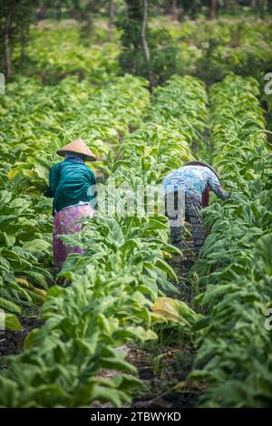 Menschen, die auf einem Tabakfeld in Asien arbeiten. Stockfoto