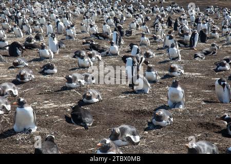 Eine Kolonie von Gentoo-Pinguinen auf Sea Lion Island, Falklandinseln. Stockfoto