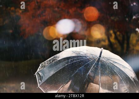 Regentropfen auf einem transparenten Regenschirm und rote Ahornbäume, die im Wind und Regen schweben, eine Landschaft mit Herbstregen Stockfoto