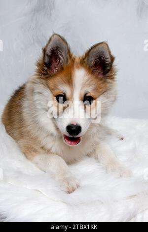 Der norwegische Lundhund ruht sich aus und schaut in die Camara. Manche nennen es auch einen norwegischen Puffinhund. Stockfoto