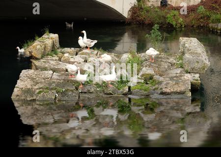 Überreste der römischen Brücke in Rieti, der Stadt Mittelitalien. Viele Enten leben am Velino River Stockfoto