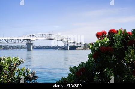 Auckland Harbour Bridge, eingerahmt von Pohutukawa Blooms. Neuseeländischer Weihnachtsbaum. Stockfoto