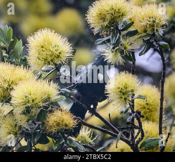 TUI-Vogel, der Nektar an gelben Pohutukawa-Blüten im Regen ernährt. Auckland. Stockfoto