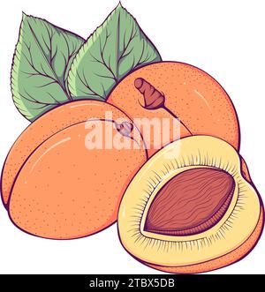 Bunte reife Aprikosen Stock Vektor