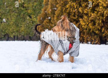 Porträt des Yorkshire Terrier Welpen auf dem Schnee. Stockfoto