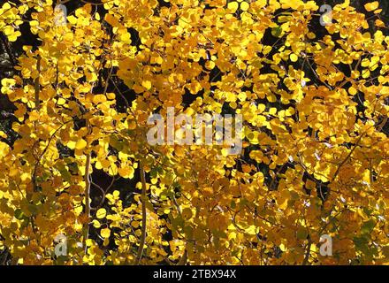 goldene Zitterblätter im Herbst, im Rocky Mountain National Park, colorado Stockfoto