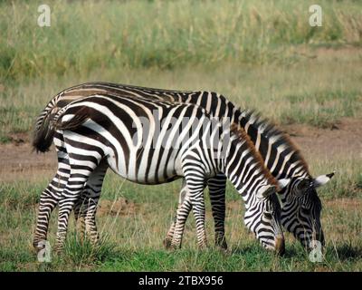 Zwei Ebenen Zebras, die in der Savanne im amboseli-Nationalpark, kenia, ostafrika grasen Stockfoto