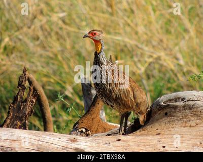 Ein gelbhalsiger Francolin-Vogel, der auf einem Baumstamm im amboseli-Nationalpark in kenia, ostafrika steht Stockfoto