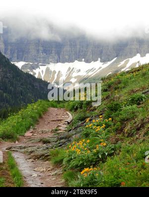 Gelbe gaillardia Wildblumen und nebelbedeckte Gipfel entlang des Weges hinauf zum Iceberg Lake im Gletscher-Nationalpark montana, auf einer nebeligen Summe Stockfoto