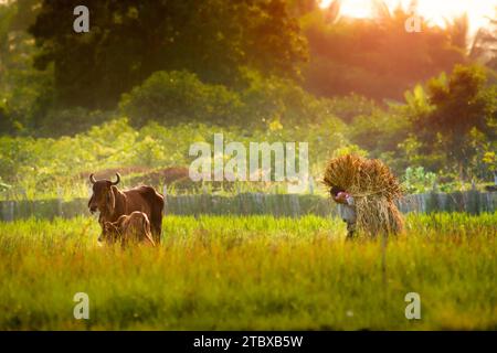 Ein Landwirt und Kühe im ländlichen Thailand. Thailändische Bauern schneiden Gras und tragen es auf dem Rücken, um ihr Vieh auf dem Feld zu füttern. Stockfoto