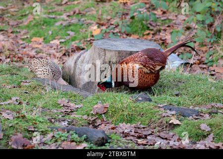 Fasane Phasianus colchicus, männlich orange braun mit rotem, klatschblaugrünem Glanz auf dem Kopf langer Schwanz Weißer Kragen Weibchen meliert Büffelbraun in der Felle Stockfoto