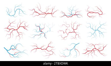 Venen und Arterien. Menschliches Gefäßsystem und Blutgefäße, rote Kapillargefäße mit Blutstrom, gesundes Herz-Kreislauf-System. Vektorsatz der Gefäßdarstellung der anatomischen Arterien Stock Vektor