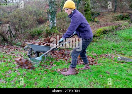 Ältere Frau, die im November Herbstlaub vom Landgarten mit der Rechen-Schubkarre harkt Carmarthenshire Wales Großbritannien Großbritannien KATHY DEWITT Stockfoto