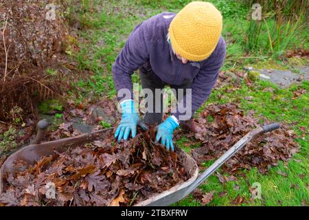 Ältere Frau, die im November Herbstlaub vom Landgarten mit der Rechen-Schubkarre harkt Carmarthenshire Wales Großbritannien Großbritannien KATHY DEWITT Stockfoto